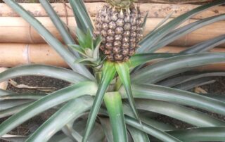 Como cultivar abacaxi