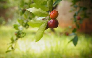 Como plantar acerola