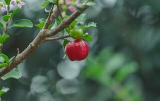 Acerola - como fazer mudas