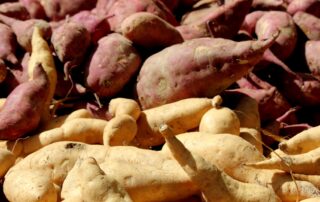 Batata doce - tipos
