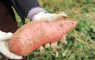 Batata doce - benefícios