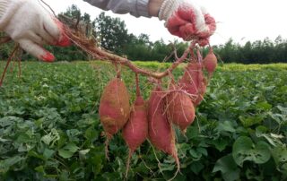 Batata doce - como cultivar