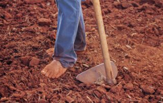 Batata doce - como plantar