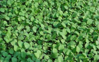 Berinjela - como fazer muda e plantar