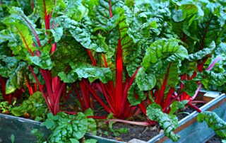 Beterraba - como cultivar
