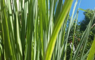 Capim cidreira - como cultivar