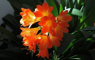 Clivia - Manual do Jardim