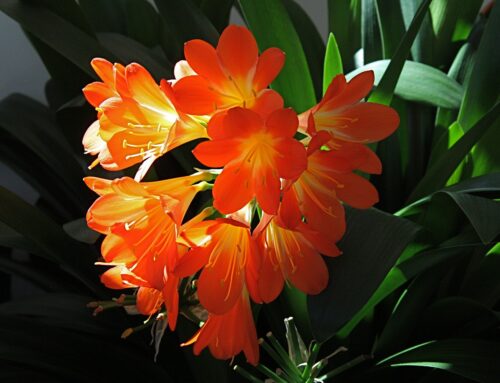 Clivia