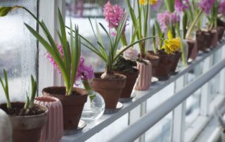 O fascinante mundo das orquídeas