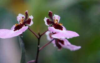 Orquídeas - como regar