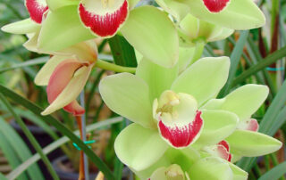 Orquídeas - como adubar