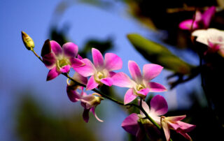Orquídea - luminosidade, gosta de sol