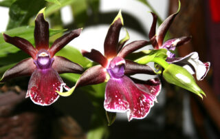Orquídeas - como escolher