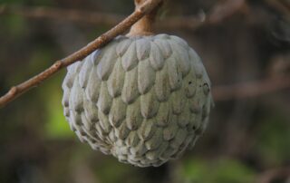 Fruta do conde - como cultivar