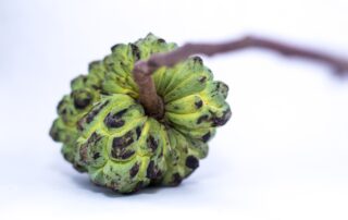 Fruta do conde - como fazer muda