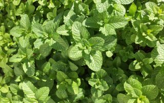 Hortelã - como cultivar