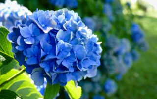 Hortênsia como plantar e cuidar