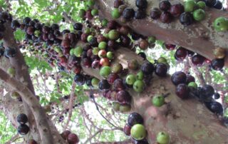 Jabuticaba - tipos