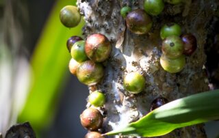 Jabuticaba - benefícios