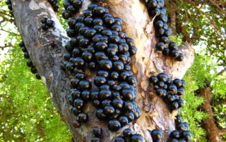 Jabuticaba - como fazer muda