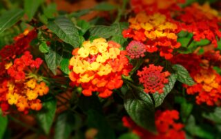 Lantana como plantar e cuidar