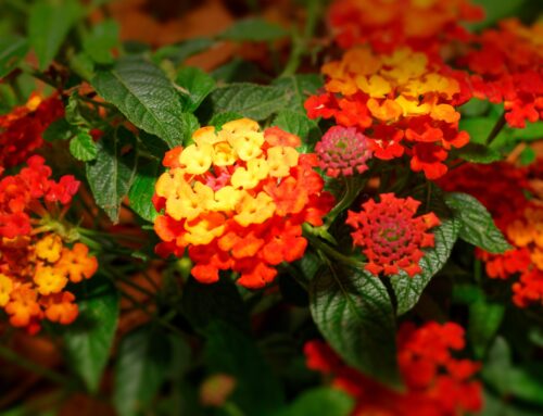 Lantana (Camara)