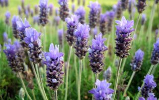 Lavanda - Manual do Jardim