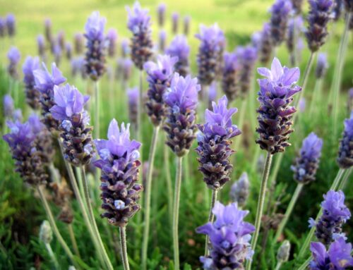 Lavanda (dentata)