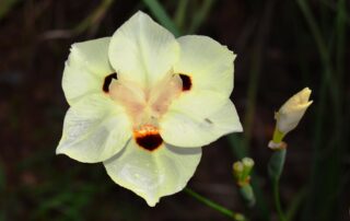 Moreia - Manual do Jardim