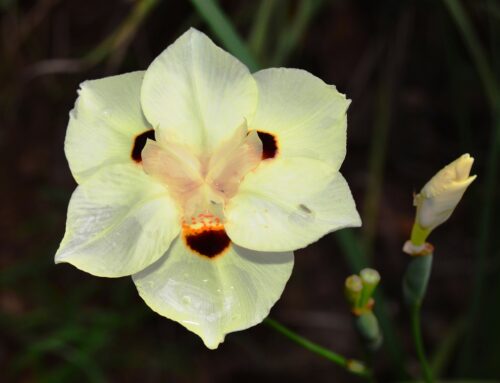 Moreia (dietes bicolor)