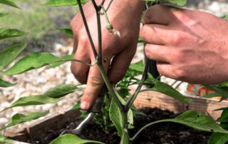 Pimenta - como cultivar