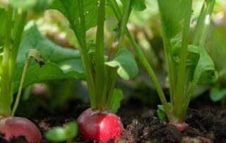 Rabanete - como cultivar