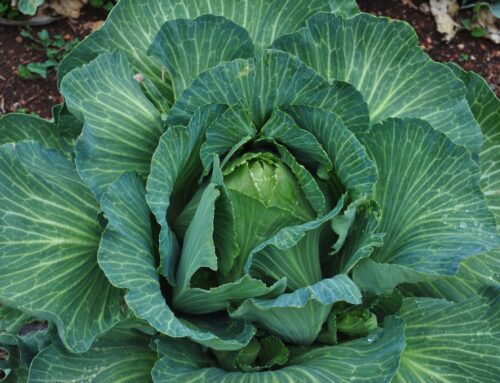 Como cultivar repolho