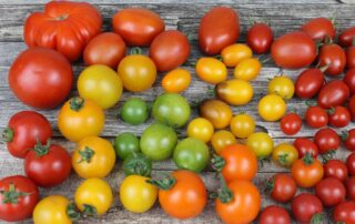 Tomate - tipos