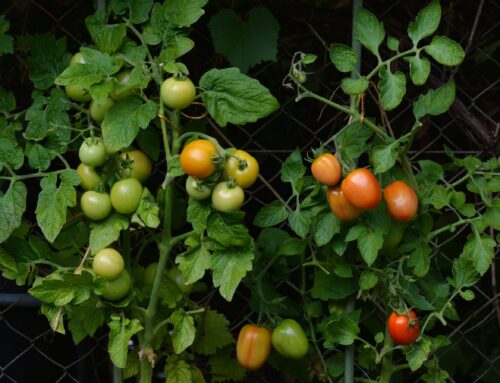 Como cultivar tomate
