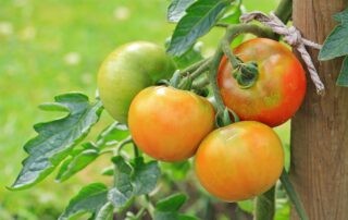 Tomate - como plantar